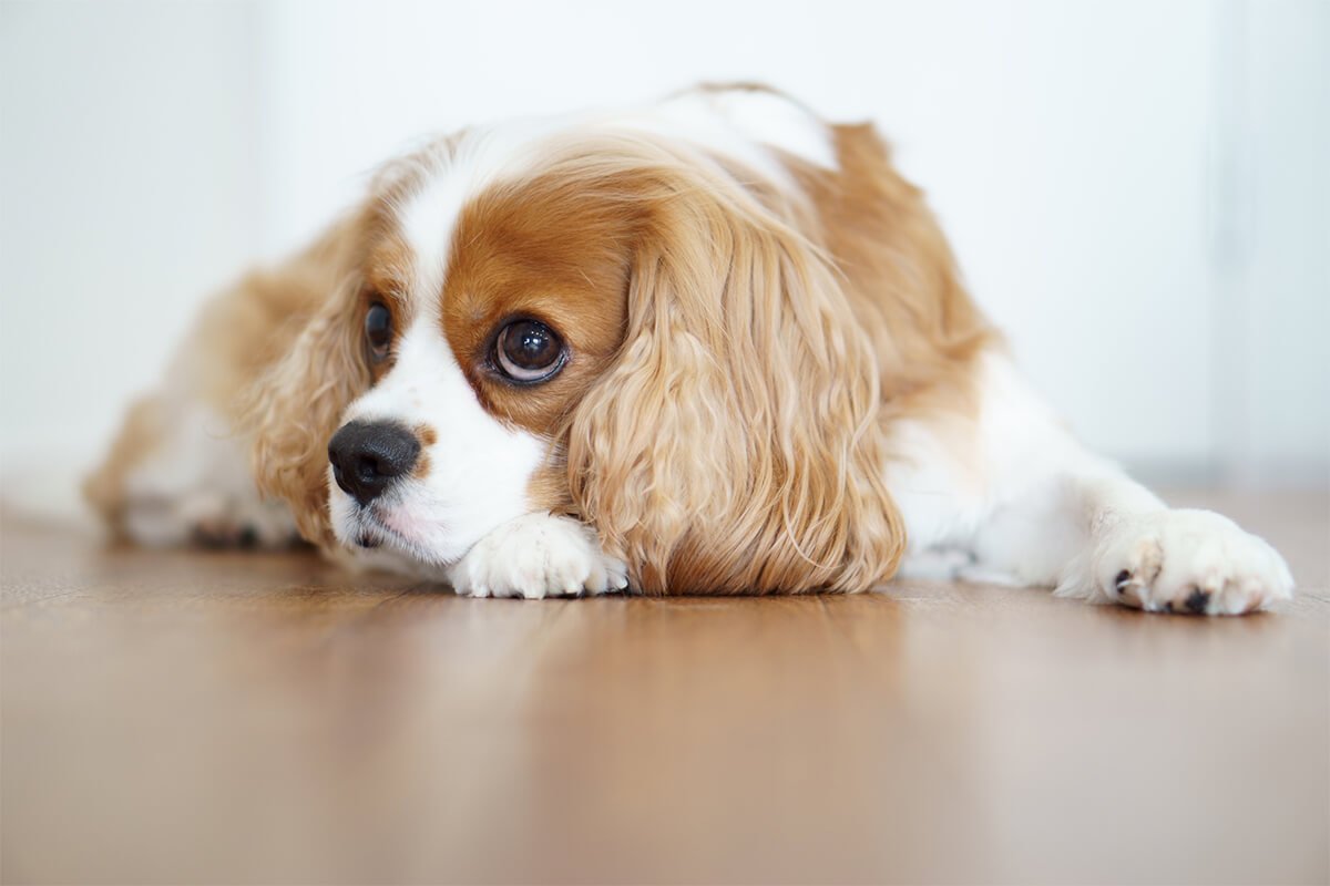 犬のストレスサインは行動やしぐさでわかる!?原因や解消方法を解説